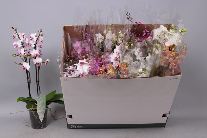 <h4>PHAL MF GEM 5 KL</h4>