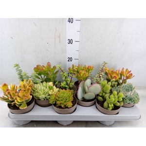 Crassula   ...mix