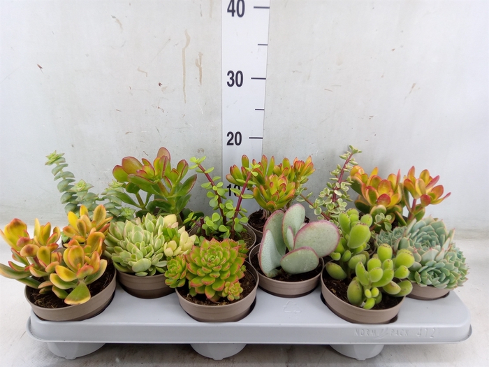 <h4>Crassula   ...mix</h4>