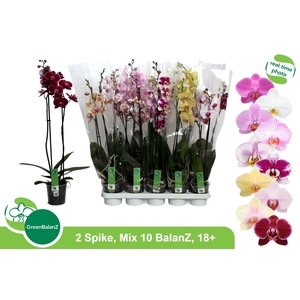 PHAL GEM 10 KL