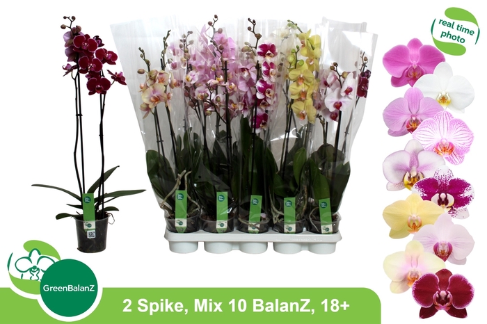 <h4>PHAL GEM 10 KL</h4>