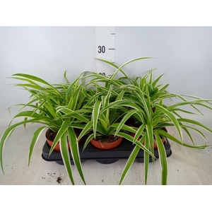 Chlorophytum com.