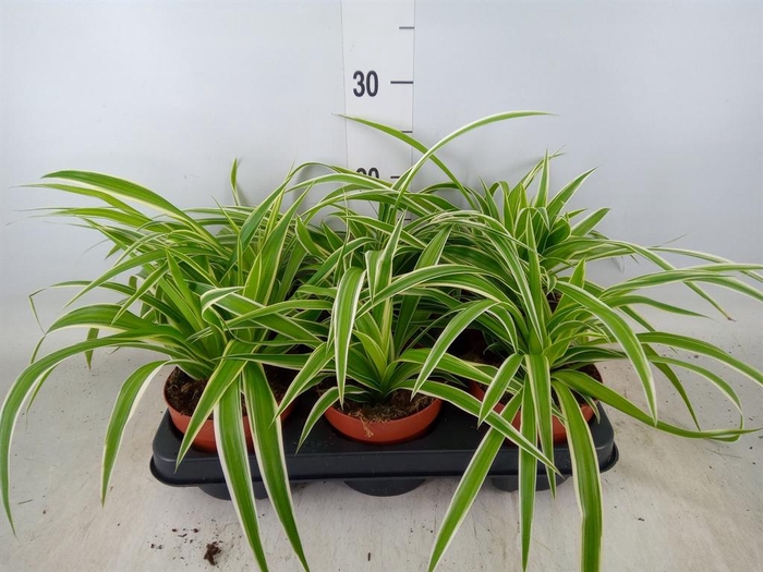 <h4>Chlorophytum com.</h4>