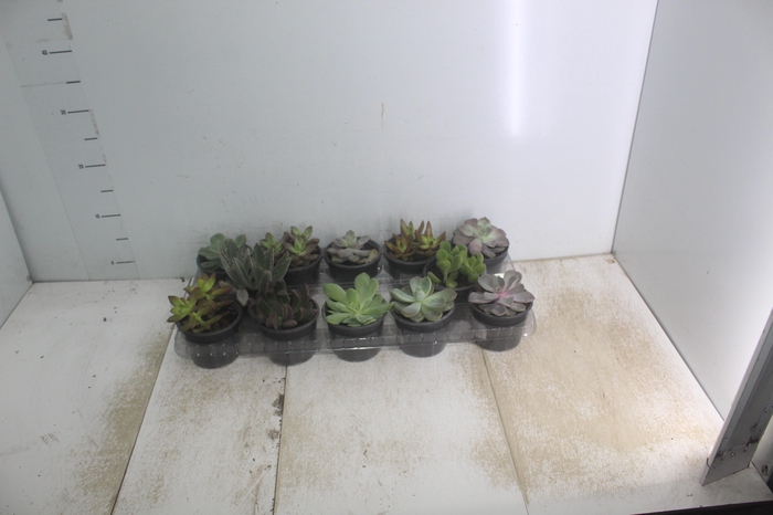 <h4>SUCULENTAS P11</h4>