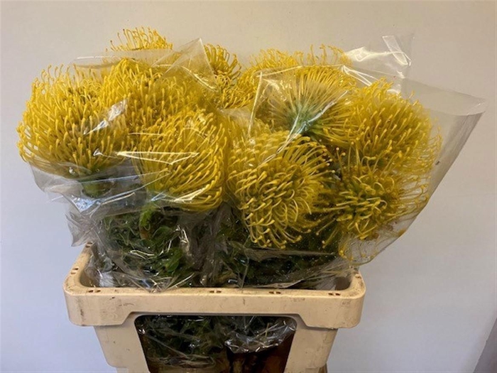 <h4>Leuco Co High Gold</h4>