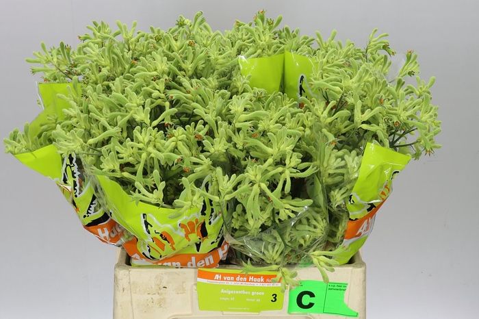 <h4>Anigozanthos Green</h4>