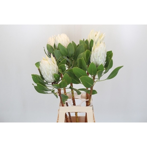 Protea Cyn. Ayoba Arctic Ice