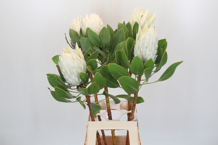 Protea Cyn. Ayoba Arctic Ice