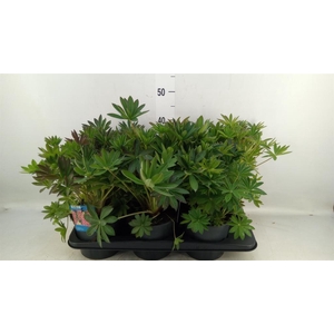 Lupinus polyp. 'Lupini Pink Shades'