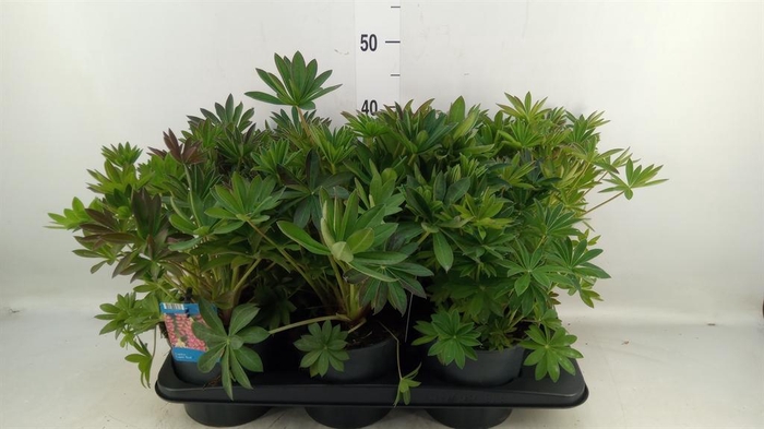 <h4>Lupinus polyp. 'Lupini Pink Shades'</h4>