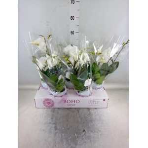 Phalaenopsis   ...white