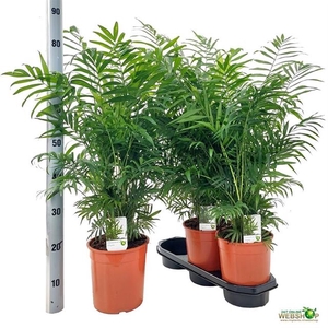 Chamaedorea elegans 19Ø 85cm