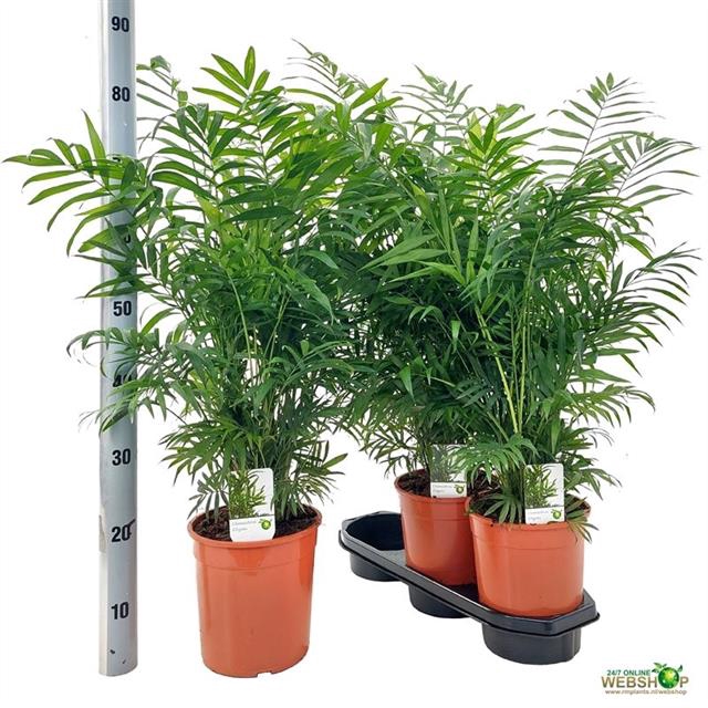 Chamaedorea elegans 19Ø 85cm