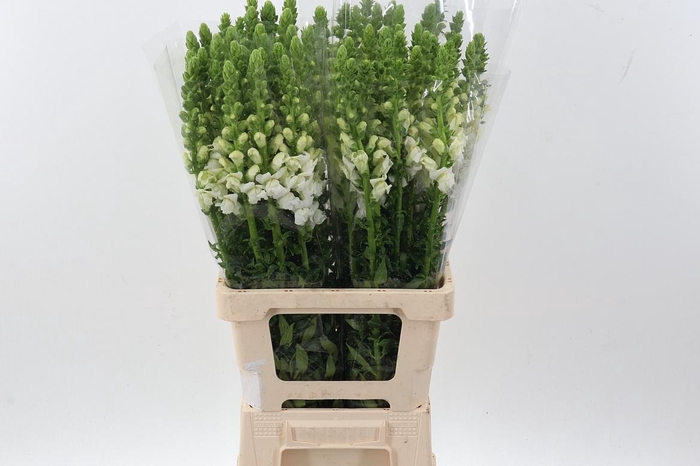 <h4>Antir Poto White</h4>