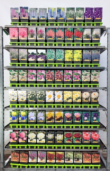 Vaste planten mixkar