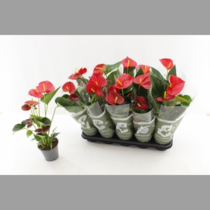 ANTHU AN SUCCESS RED