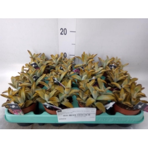 Kalanchoe NF tomentosa