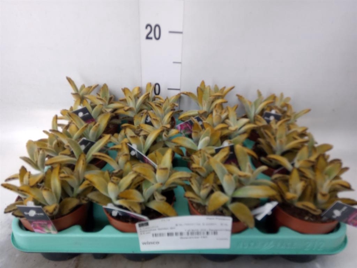 <h4>Kalanchoe NF tomentosa</h4>