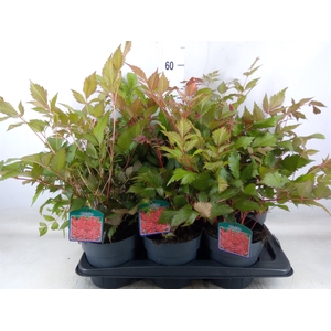 Astilbe arendsii 'Fanal'