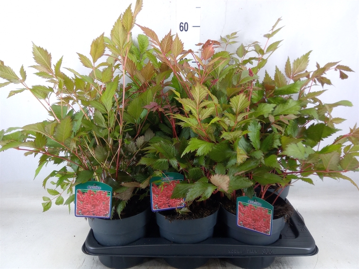 <h4>Astilbe arendsii 'Fanal'</h4>