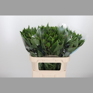 Alstroemeria Vixen 80 Gram