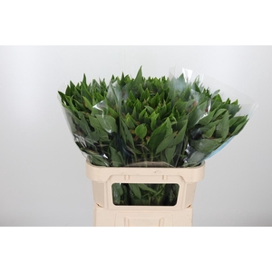 Alstroemeria Vixen 80 Gram