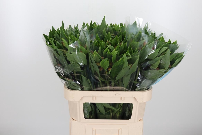 <h4>Alstroemeria Vixen 80 Gram</h4>