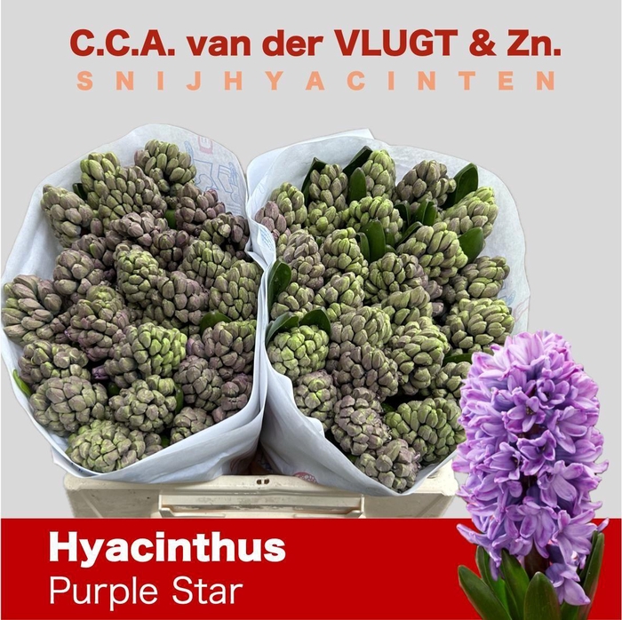 <h4>HYAC PURPLE STAR</h4>