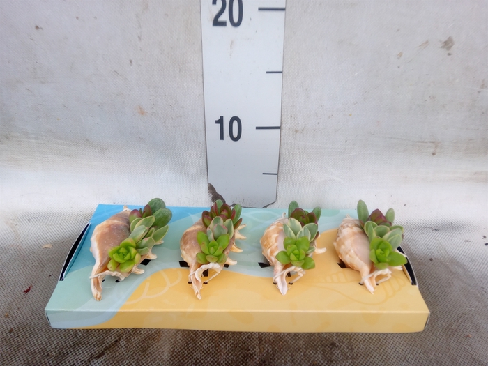 <h4>Planten  ..in schelp L%</h4>