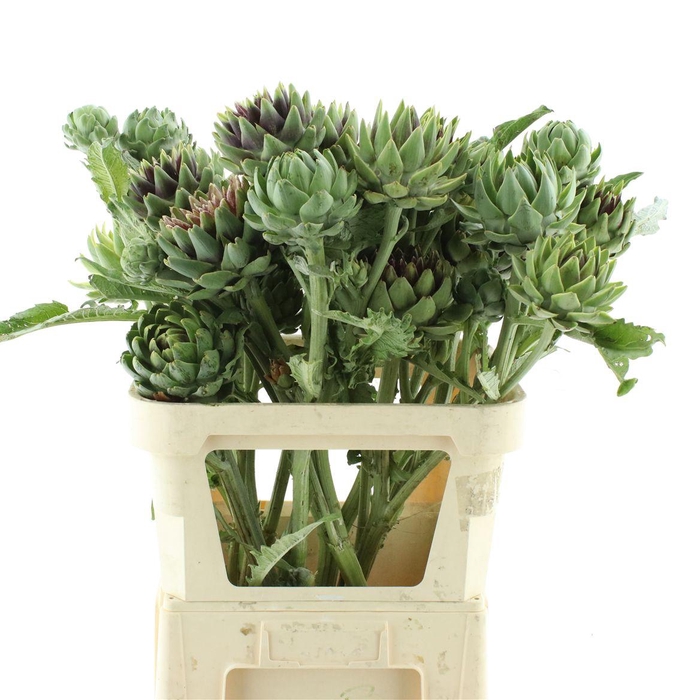 <h4>Cynara Sc Green Glob Rauw</h4>