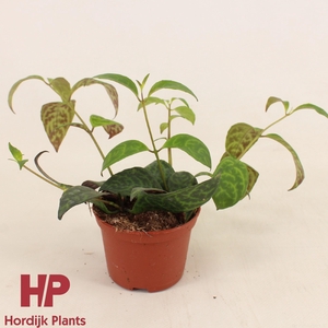 Aeschynanthus Marmoratus P9cm