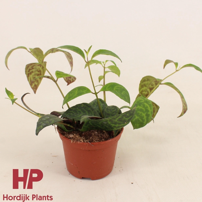 <h4>Aeschynanthus Marmoratus P9cm</h4>