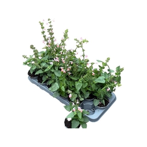SALVIA OV