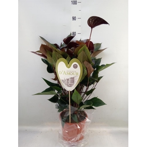 Anthurium andr. 'Beauty Black'