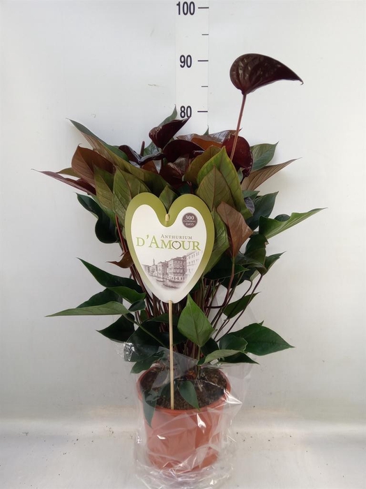 <h4>Anthurium andr. 'Beauty Black'</h4>