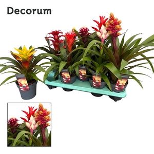 Guzmania Mix Special