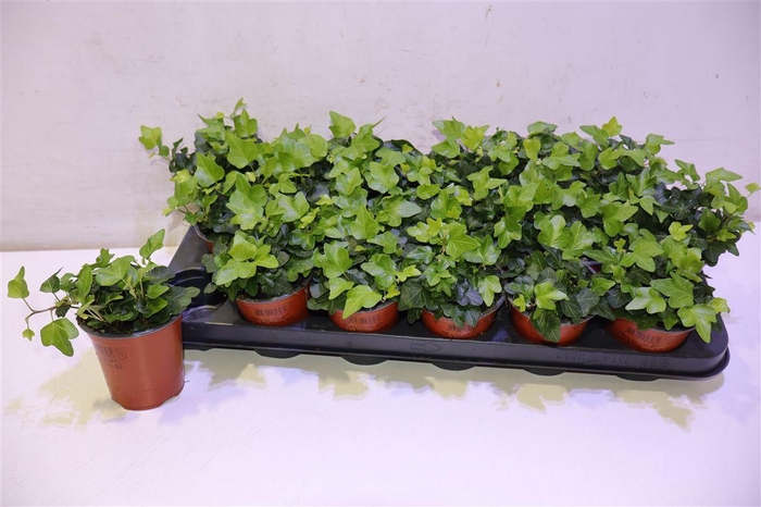 <h4>arr8 Hed He Wonder</h4>