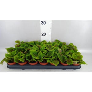 Pilea mollis 'Moon Valley'