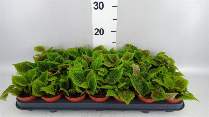 <h4>Pilea mollis 'Moon Valley'</h4>