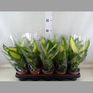 Dieffenbachia  'Camilla'