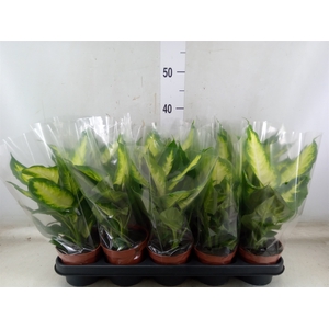 Dieffenbachia  'Camilla'
