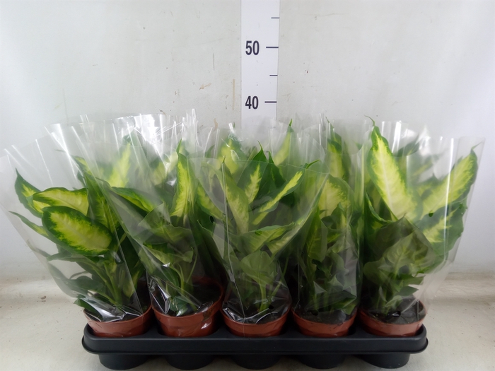 <h4>Dieffenbachia  'Camilla'</h4>