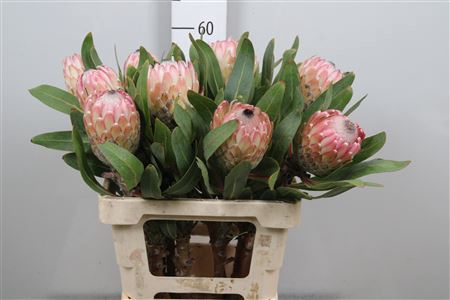 Protea Susara