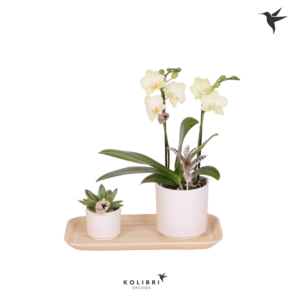 <h4>Kolibri Green up your home Gift Set small Easter</h4>