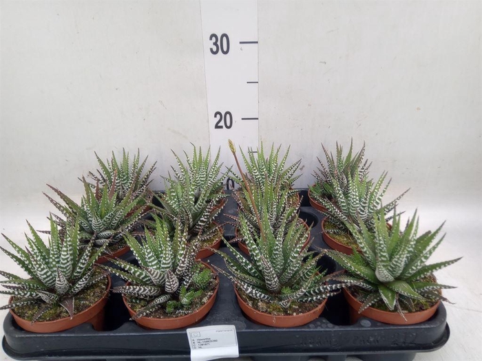 <h4>Haworthia fasciala 'Big Band'</h4>