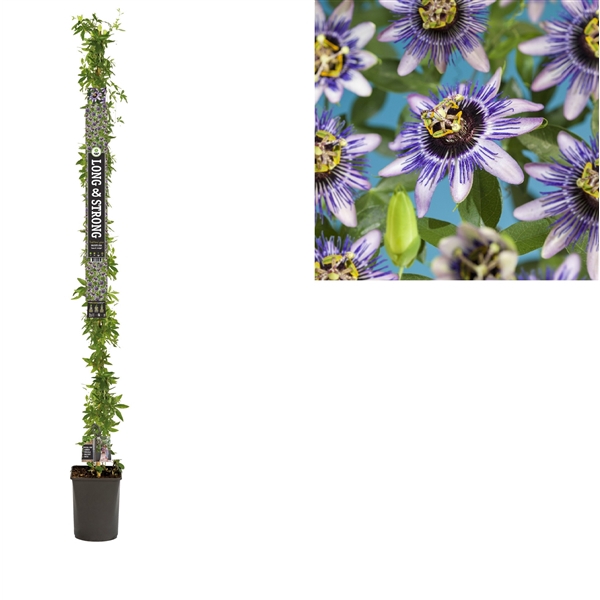 <h4>Passiflora 'Damsel's Delight' +Long & strong label</h4>