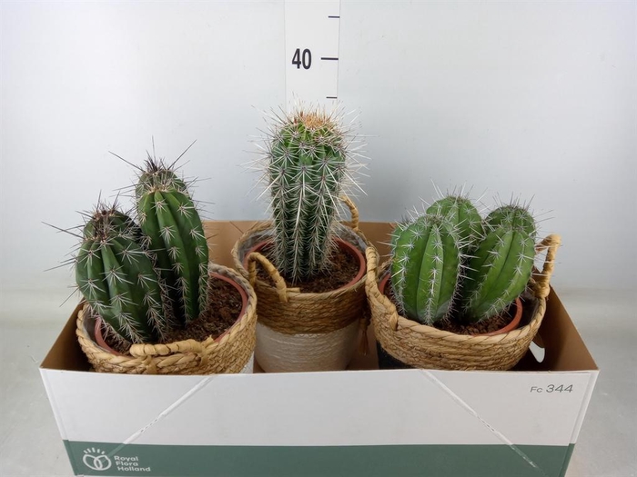 <h4>Cactus   ...</h4>