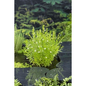 Gratiola officinalis