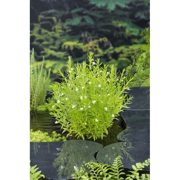 <h4>Gratiola officinalis</h4>