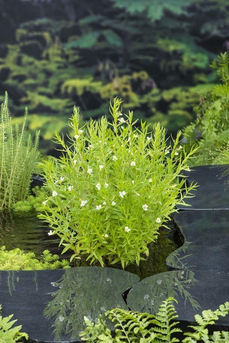 Gratiola officinalis